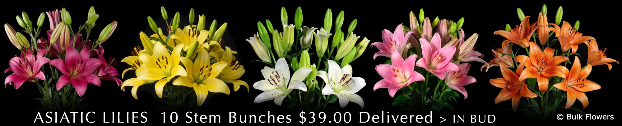 BULK FLOWERS ASIATIC LILIES