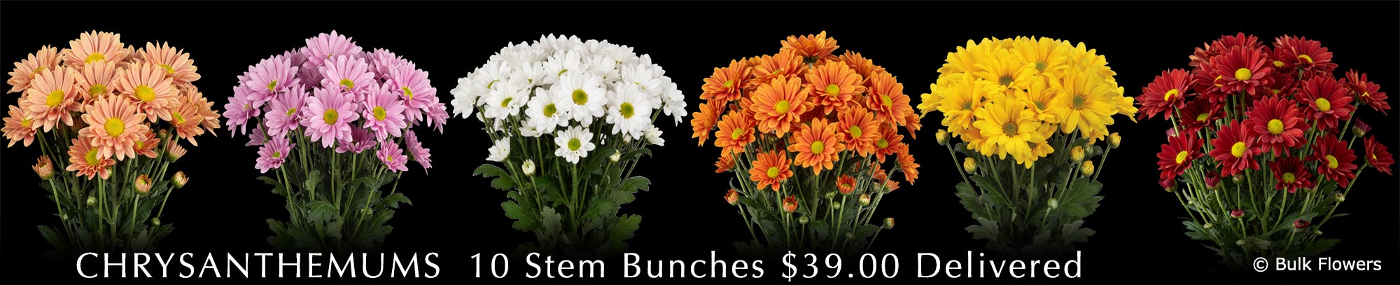 BULK FLOWERS CHRYSANTHEMUMS